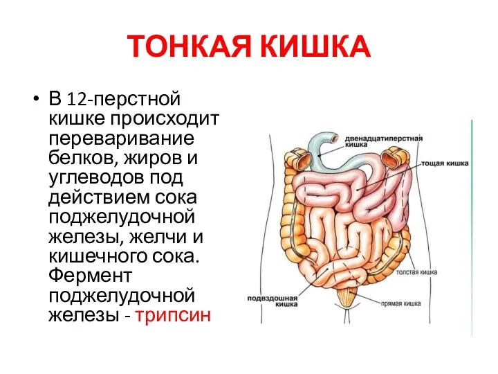 ТОНКАЯ КИШКА В 12-перстной кишке происходит переваривание белков, жиров и