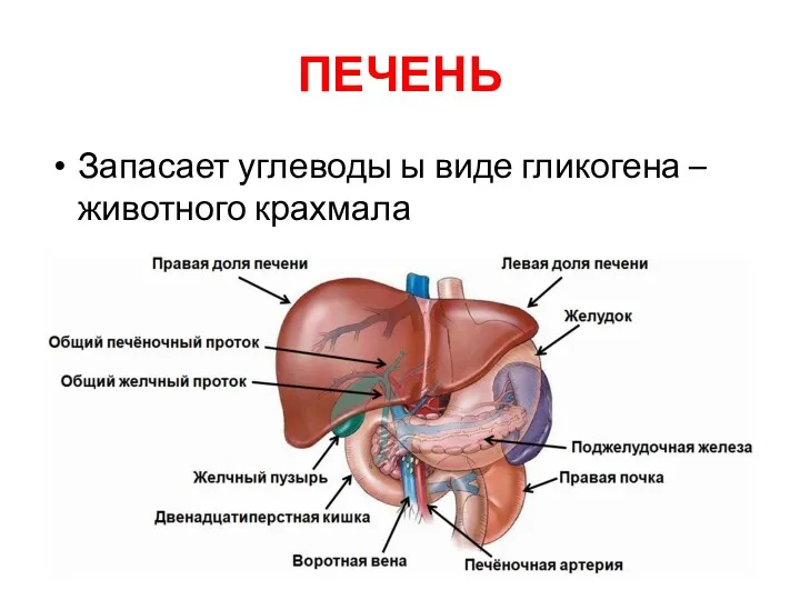 ПЕЧЕНЬ Запасает углеводы ы виде гликогена – животного крахмала