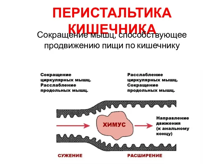 ПЕРИСТАЛЬТИКА КИШЕЧНИКА Сокращение мышц, способствующее продвижению пищи по кишечнику