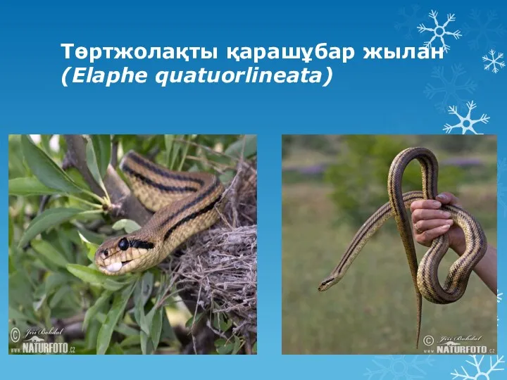 Төртжолақты қарашұбар жылан (Elaphe quatuorlineata)