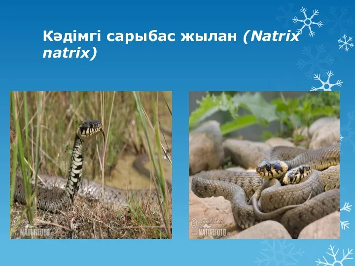 Кәдімгі сарыбас жылан (Natrix natrix)