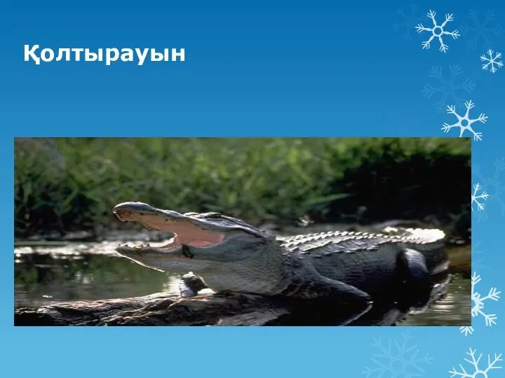 Қолтырауын