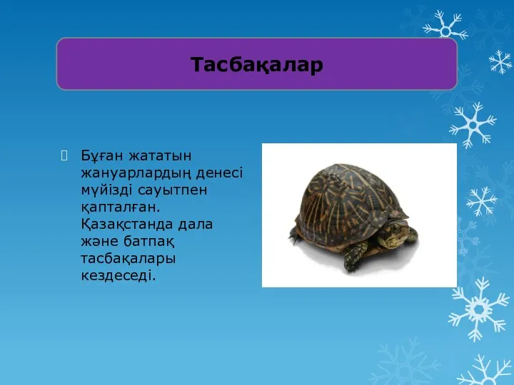 Тасбақалар Бұған жататын жануарлардың денесі мүйізді сауытпен қапталған. Қазақстанда дала және батпақ тасбақалары кездеседі.