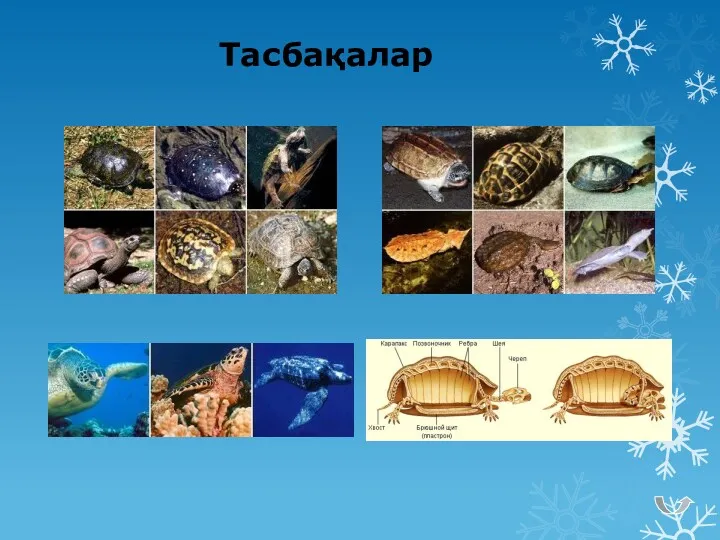 Тасбақалар