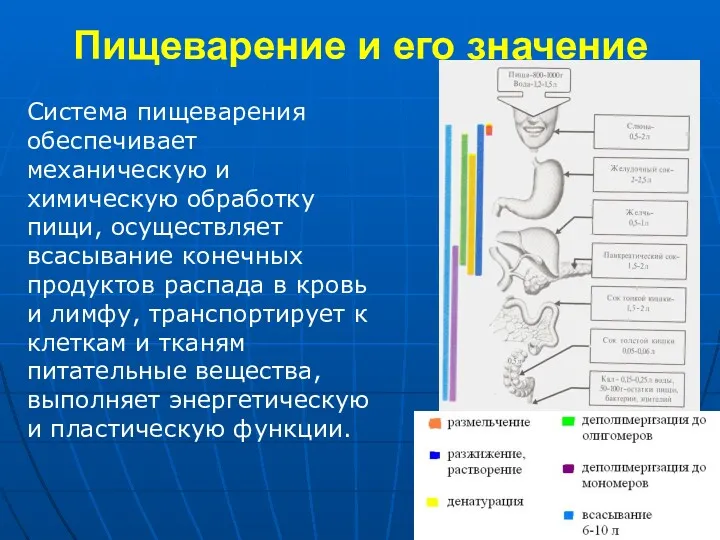 Пищеварение и его значение Система пищеварения обеспечивает механическую и химическую