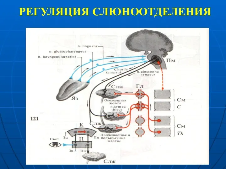 РЕГУЛЯЦИЯ СЛЮНООТДЕЛЕНИЯ