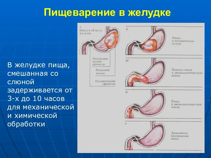 Пищеварение в желудке В желудке пища, смешанная со слюной задерживается