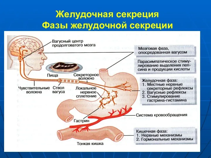 Желудочная секреция Фазы желудочной секреции