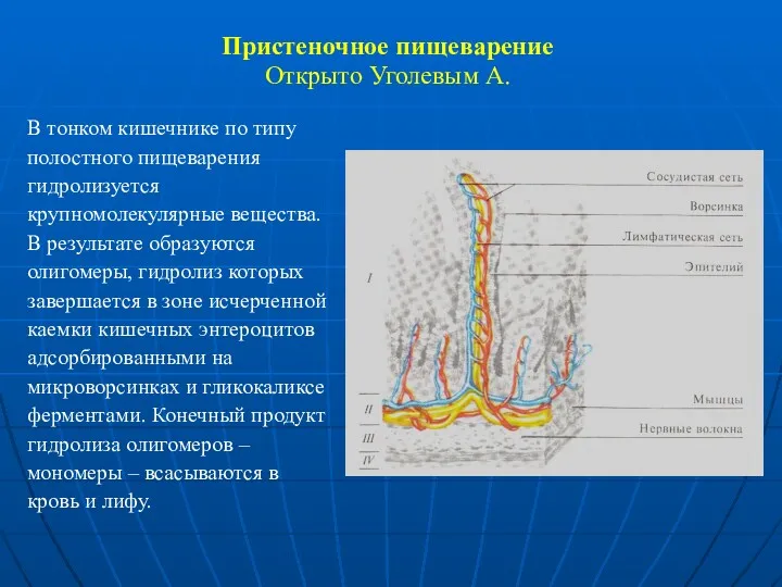 Пристеночное пищеварение Открыто Уголевым А. В тонком кишечнике по типу