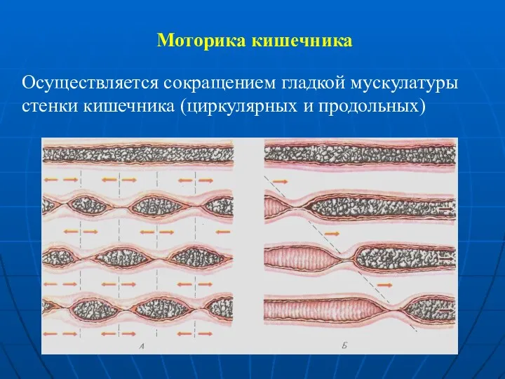 Моторика кишечника Осуществляется сокращением гладкой мускулатуры стенки кишечника (циркулярных и продольных)