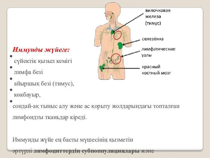 Иммунды жүйеге: сүйектік қызыл кемігі лимфа безі айыршық безі (тимус),