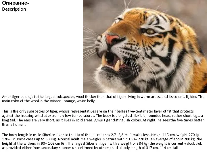 Описание- Description Amur tiger belongs to the largest subspecies, wool