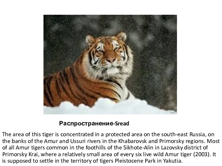 The area of this tiger is concentrated in a protected