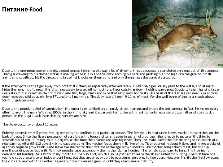 Питание-Food Despite the enormous power and developed senses, tigers have