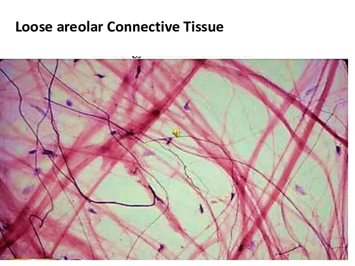 Loose areolar Connective Tissue