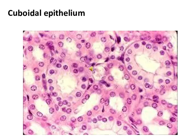 Cuboidal epithelium