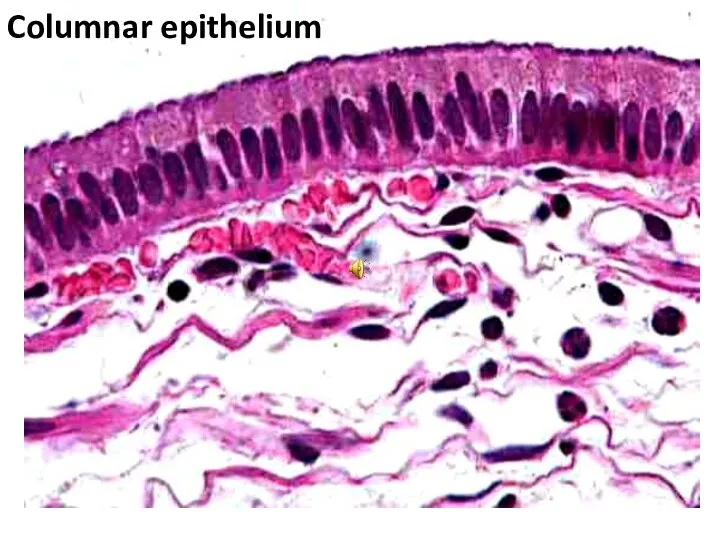 Columnar epithelium