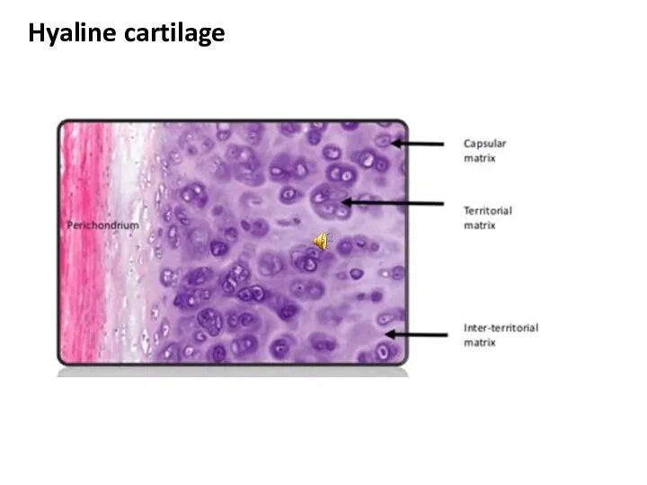 Hyaline cartilage