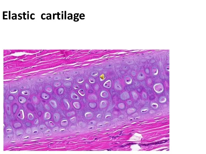 Elastic cartilage