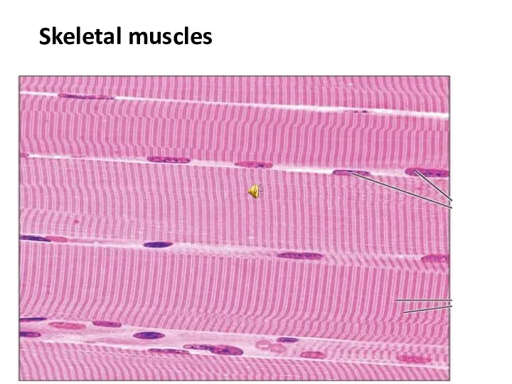 Skeletal muscles