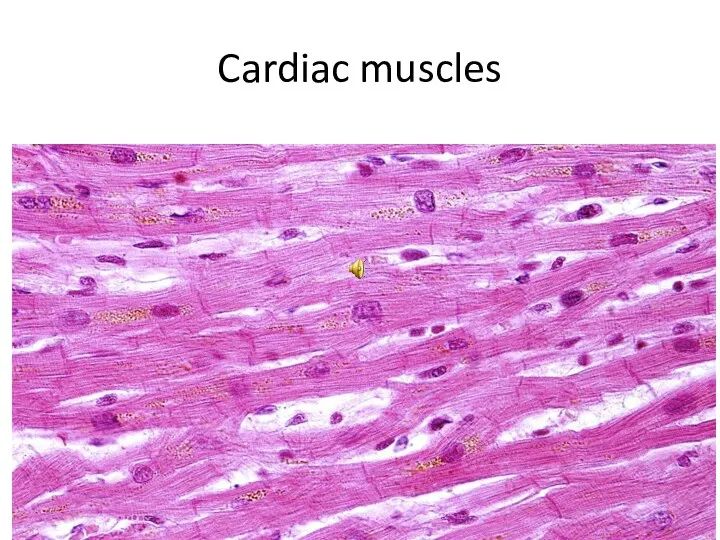 Cardiac muscles
