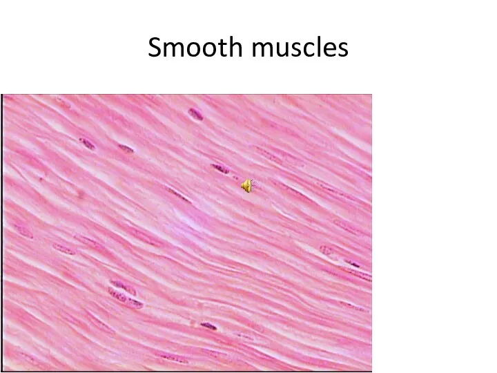 Smooth muscles