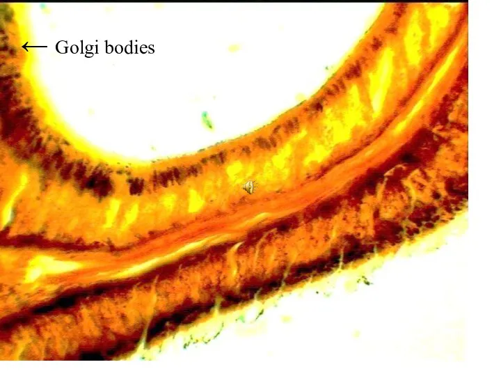 ← Golgi bodies