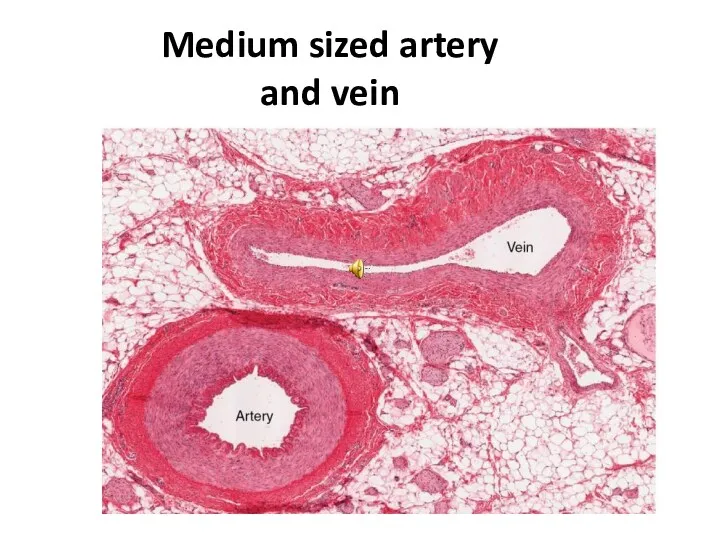 Medium sized artery and vein