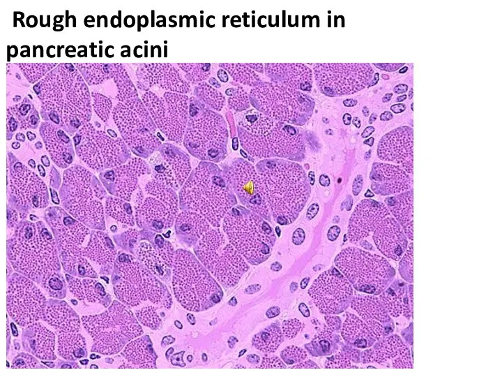 Rough endoplasmic reticulum in pancreatic acini