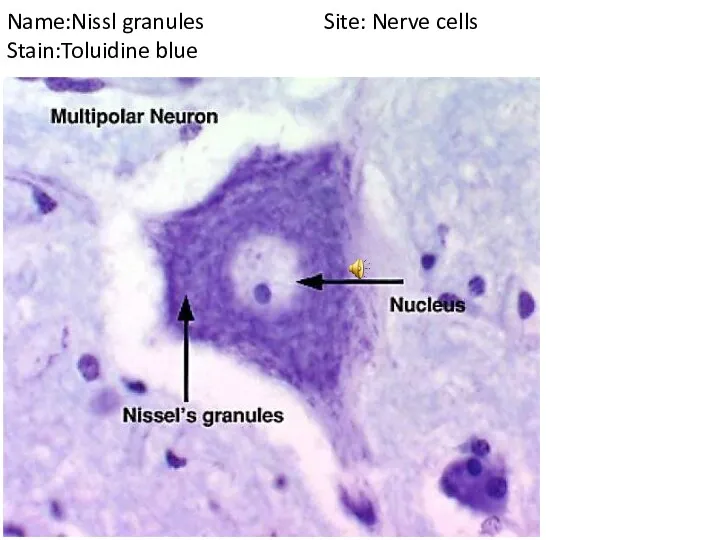 Name:Nissl granules Site: Nerve cells Stain:Toluidine blue