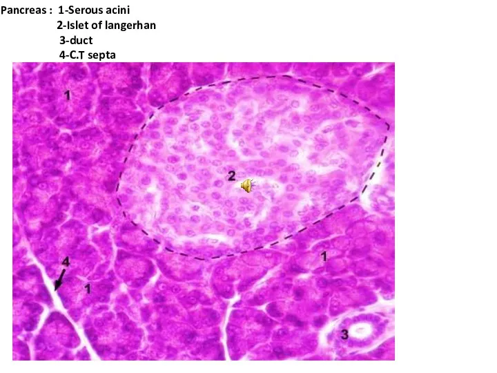 Pancreas : 1-Serous acini 2-Islet of langerhan 3-duct 4-C.T septa