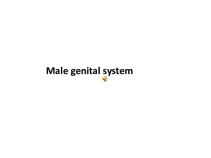 Male genital system