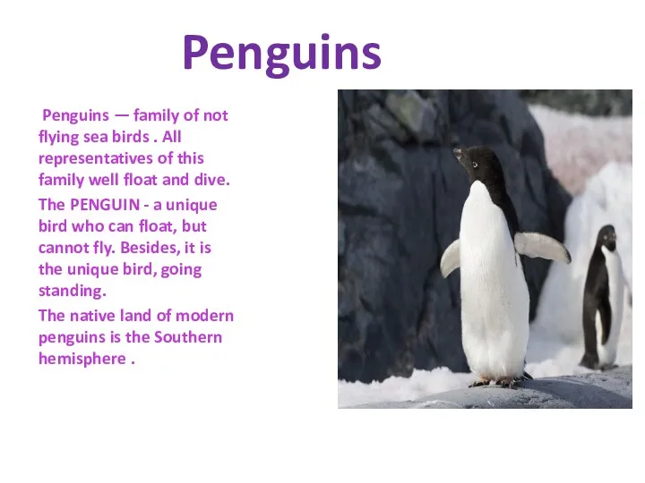 Penguins Penguins — family of not flying sea birds .