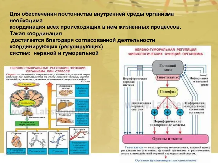 Для обеспечения постоянства внутренней среды организма необходима координация всех происходящих