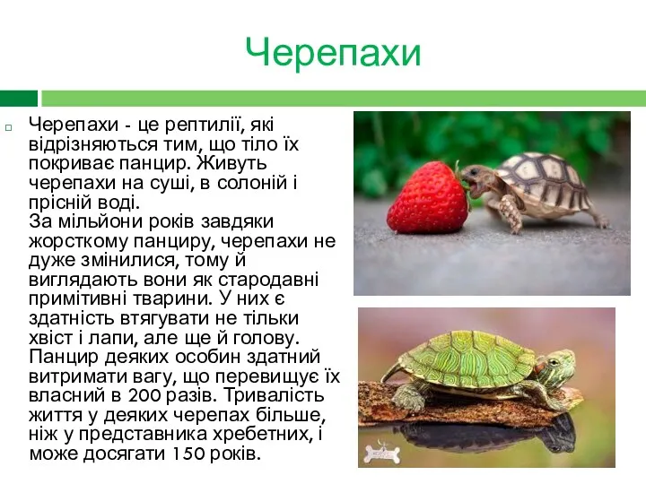 Черепахи Черепахи - це рептилії, які відрізняються тим, що тіло