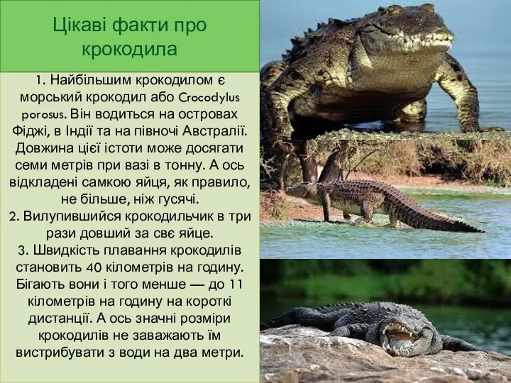 1. Найбільшим крокодилом є морський крокодил або Crocodylus porosus. Він