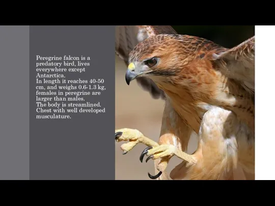 Peregrine falcon is a predatory bird, lives everywhere except Antarctica.