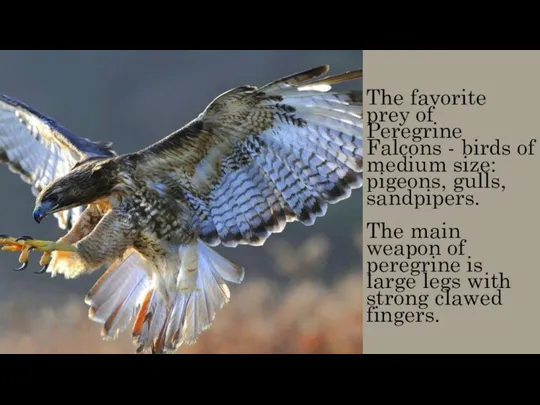 The favorite prey of Peregrine Falcons - birds of medium