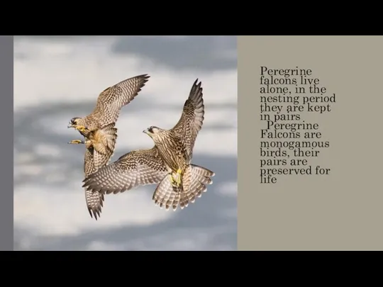 Peregrine falcons live alone, in the nesting period they are
