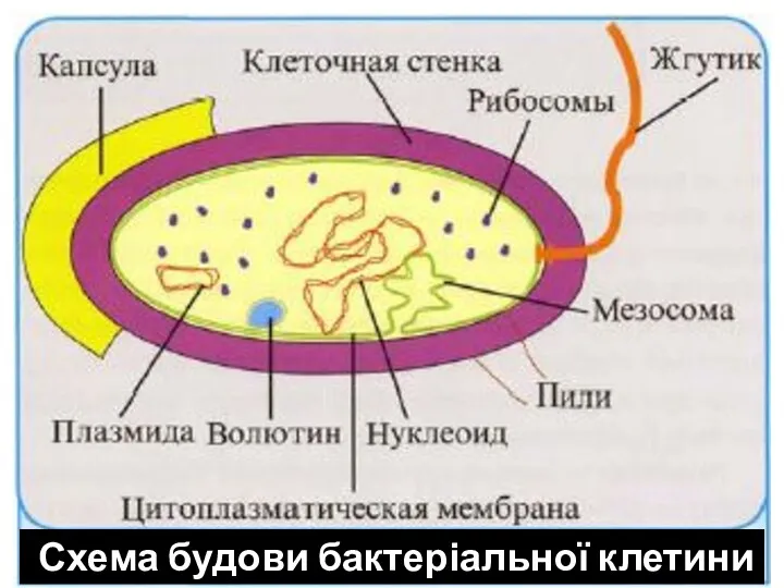 Схема будови бактеріальної клетини