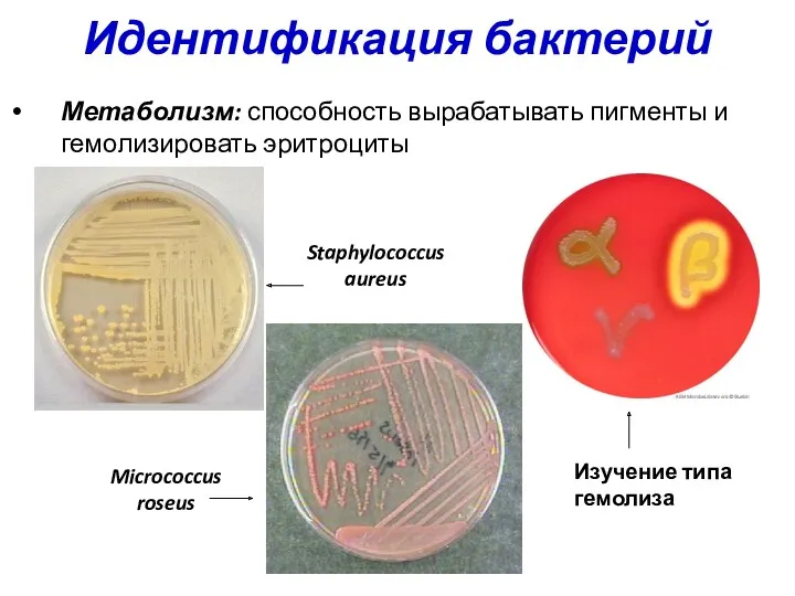 Идентификация бактерий Метаболизм: способность вырабатывать пигменты и гемолизировать эритроциты Staphylococcus aureus Micrococcus roseus Изучение типа гемолиза