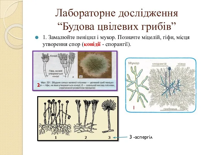 Лабораторне дослідження “Будова цвілевих грибів” 1. Замалюйте пеніцил і мукор.