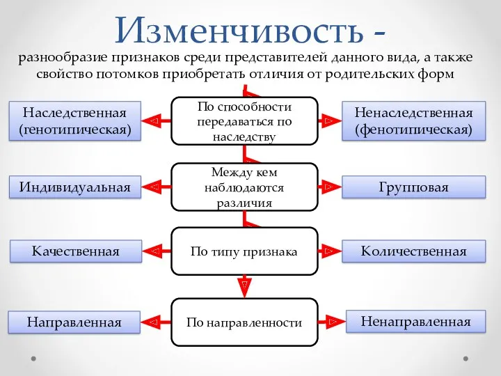 Изменчивость - Наследственная (генотипическая) Ненаследственная (фенотипическая) разнообразие признаков среди представителей