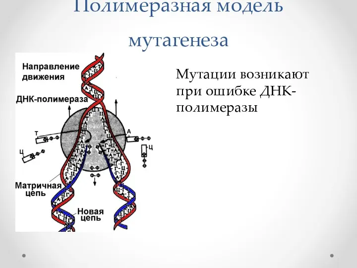 Полимеразная модель мутагенеза Мутации возникают при ошибке ДНК-полимеразы