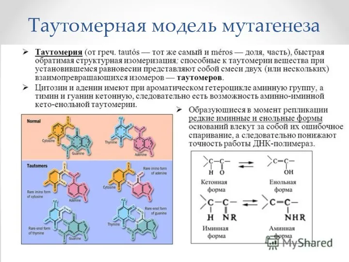 Таутомерная модель мутагенеза