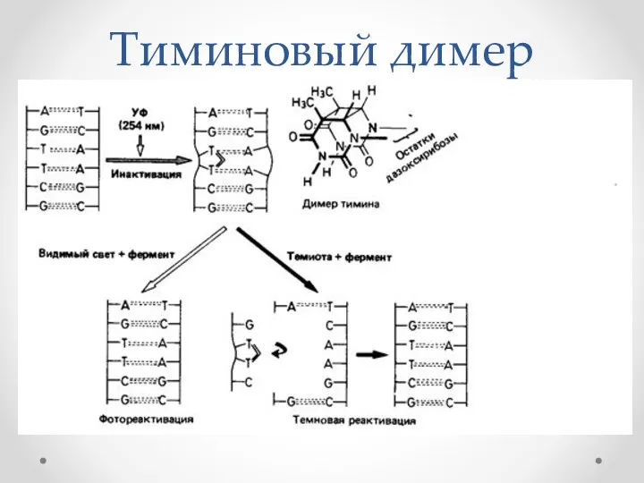 Тиминовый димер