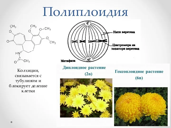 Полиплоидия Колхицин, связывается с тубулином и блокирует деление клетки
