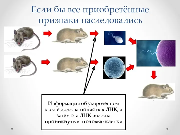 Если бы все приобретённые признаки наследовались Информация об укороченном хвосте