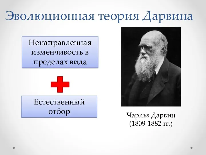 Эволюционная теория Дарвина Чарльз Дарвин (1809-1882 гг.) Ненаправленная изменчивость в пределах вида Естественный отбор