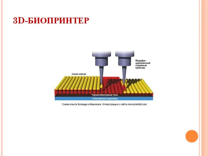 3D-БИОПРИНТЕР